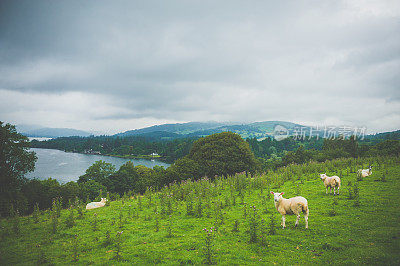 Scottish sheeps